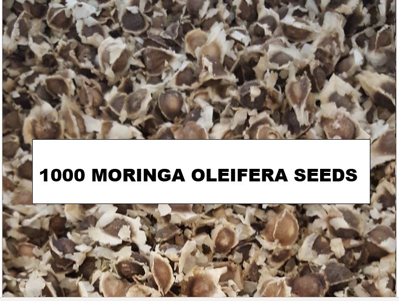 1000 Moringa Oleifera seeds